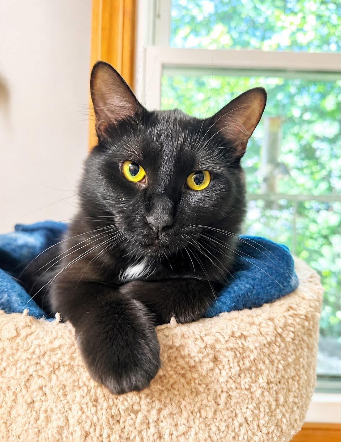 Jimmy, an adopted Domestic Short Hair in Crystal Lake, IL image 2/2