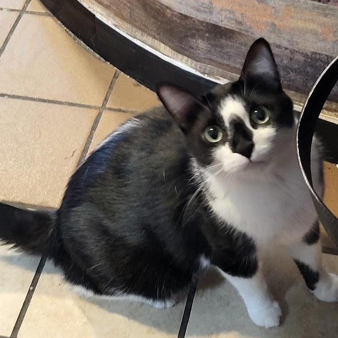 Enlarge Buffy, a Adoptable Domestic Short Hair in Chicago, IL image 2/4