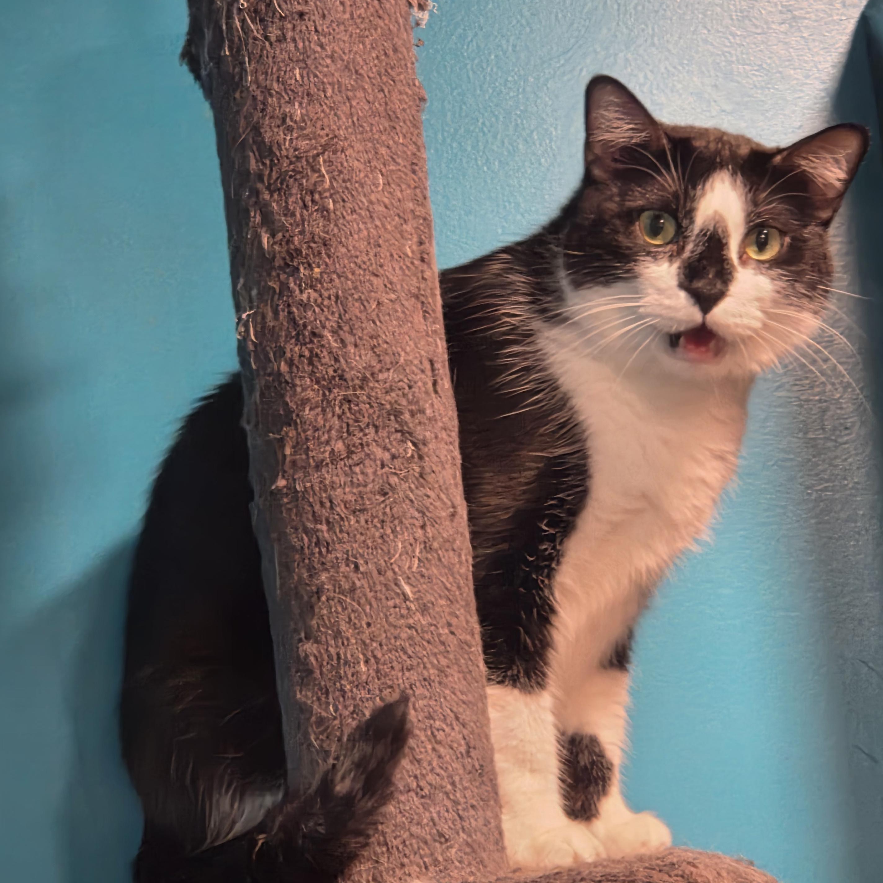 Enlarge Buffy, a Adoptable Domestic Short Hair in Chicago, IL image 5/6