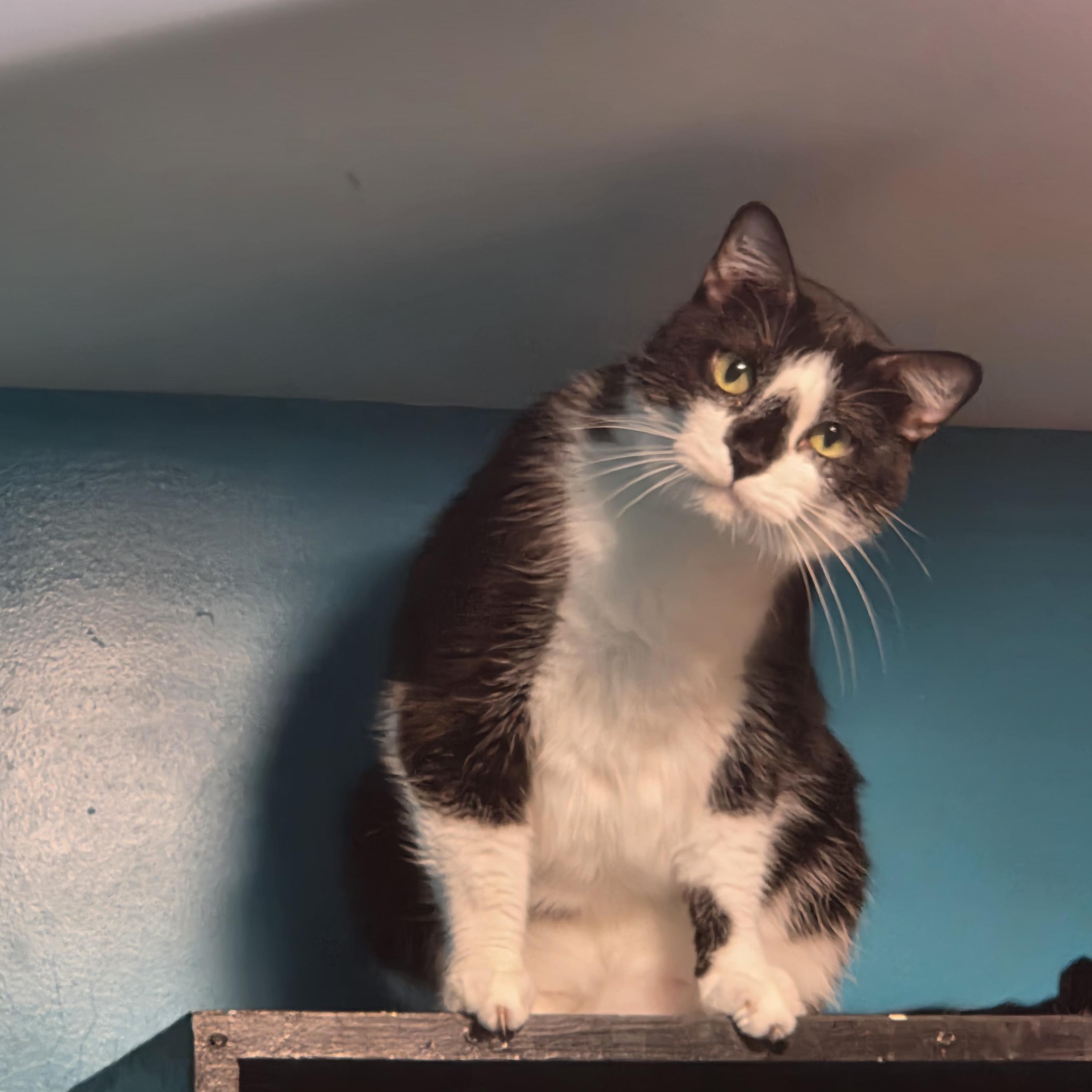 Enlarge Buffy, a Adoptable Domestic Short Hair in Chicago, IL image 4/6