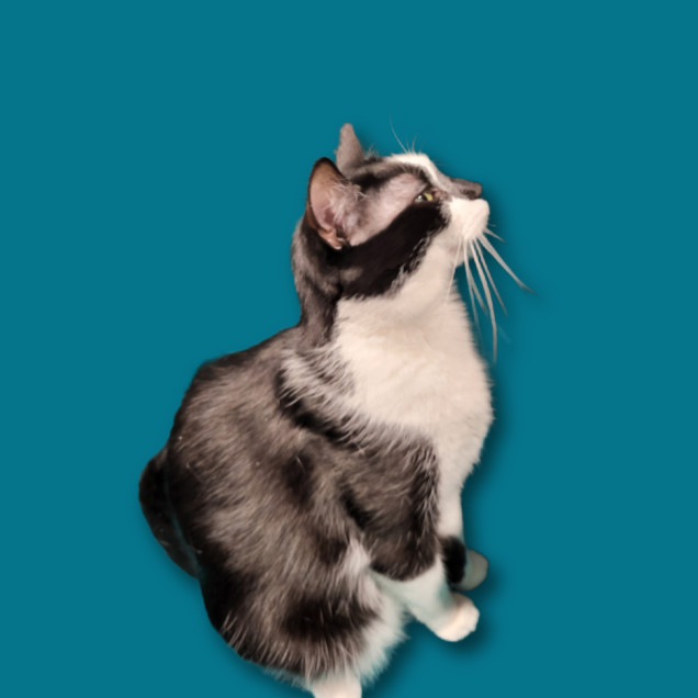 Buffy, Adoptable, Adult Female Domestic Short Hair.