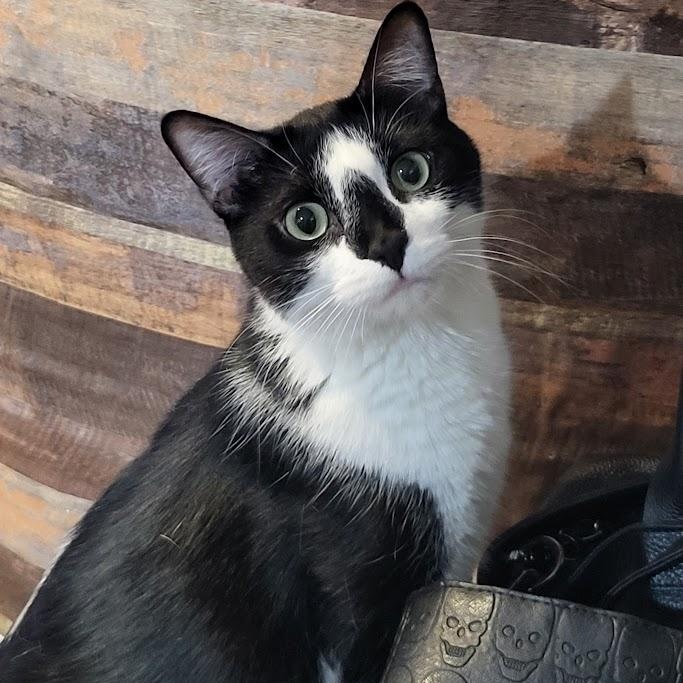 Enlarge Buffy, a Adoptable Domestic Short Hair in Chicago, IL image 1/4