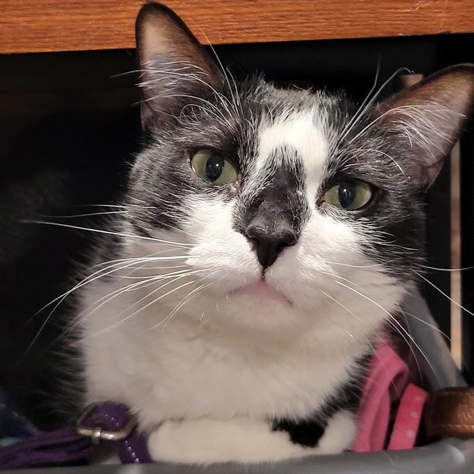 Enlarge Buffy, a Adoptable Domestic Short Hair in Chicago, IL image 3/4