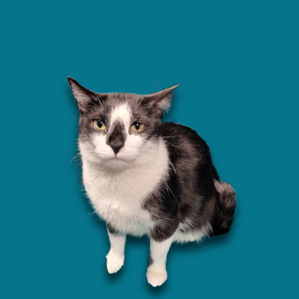 Buffy, a Adoptable Domestic Short Hair in Chicago, IL image 2/4