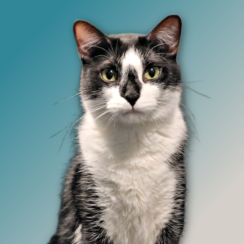 Buffy, a Adoptable Domestic Short Hair in Chicago, IL image 3/4