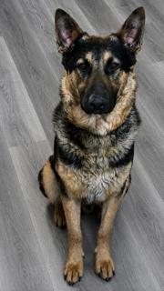 Nico, a Adoptable mixed breed in Seattle, WA image 2/6