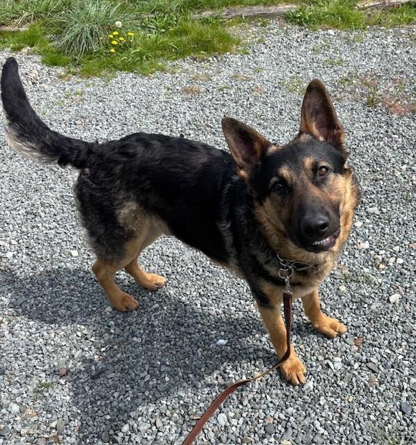 Enlarge Nico, a Adoptable mixed breed in Seattle, WA image 2/6