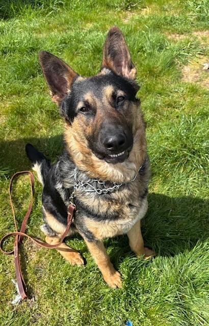 Enlarge Nico, a Adoptable mixed breed in Seattle, WA image 3/6