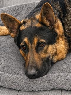 Nico, a Adoptable mixed breed in Seattle, WA image 5/6