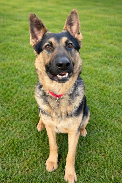 Enlarge Nico, a Adoptable mixed breed in Seattle, WA image 4/6