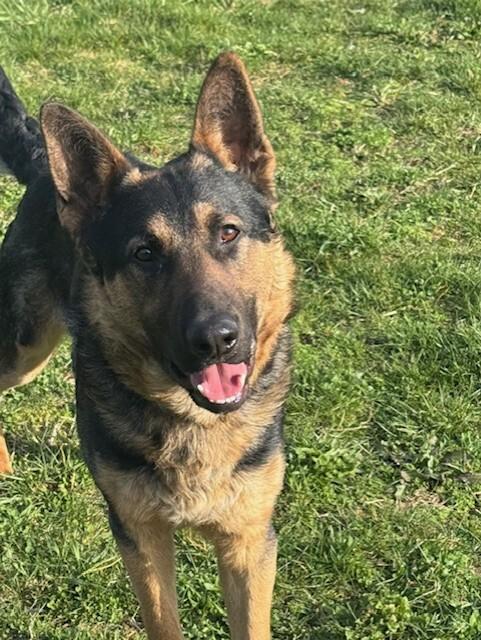 Enlarge Nico, a Adoptable mixed breed in Seattle, WA image 5/6