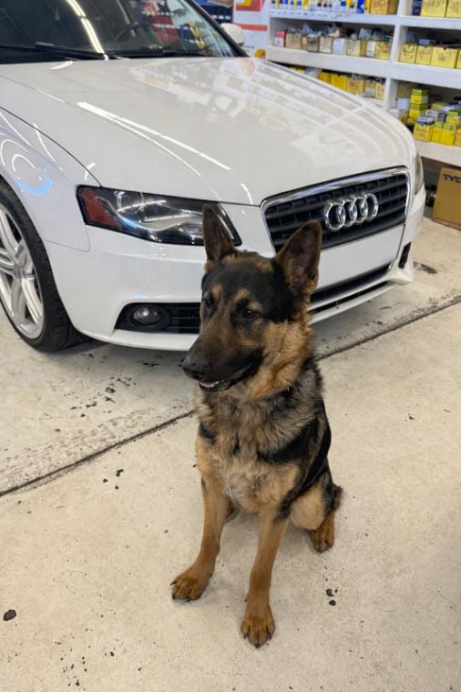 Enlarge Nico, a Adoptable mixed breed in Seattle, WA image 6/6