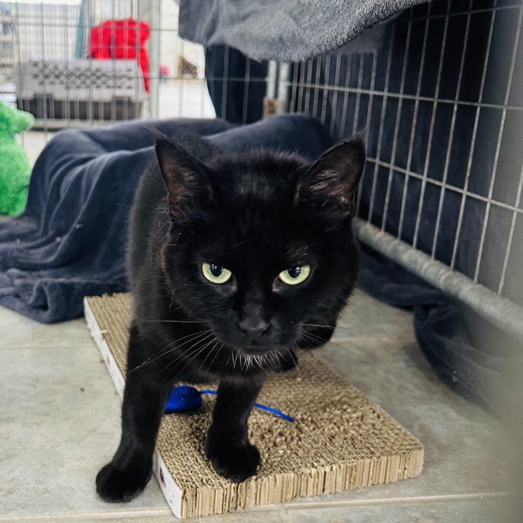 Oakley, a Adoptable Domestic Short Hair in East Smithfield , PA image 1/3