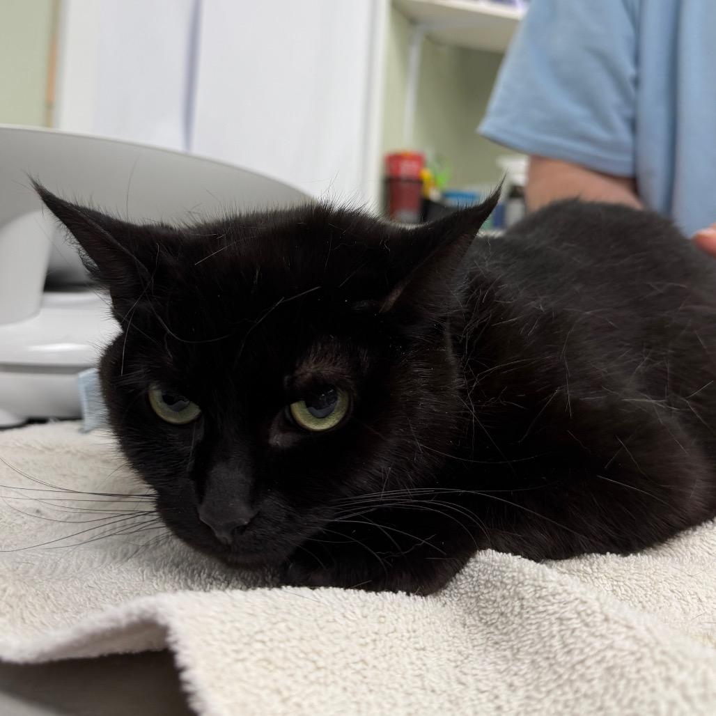 Oakley, a Adoptable Domestic Short Hair in East Smithfield , PA image 2/3