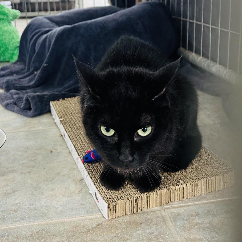 Oakley, a Adoptable Domestic Short Hair in East Smithfield , PA image 3/3