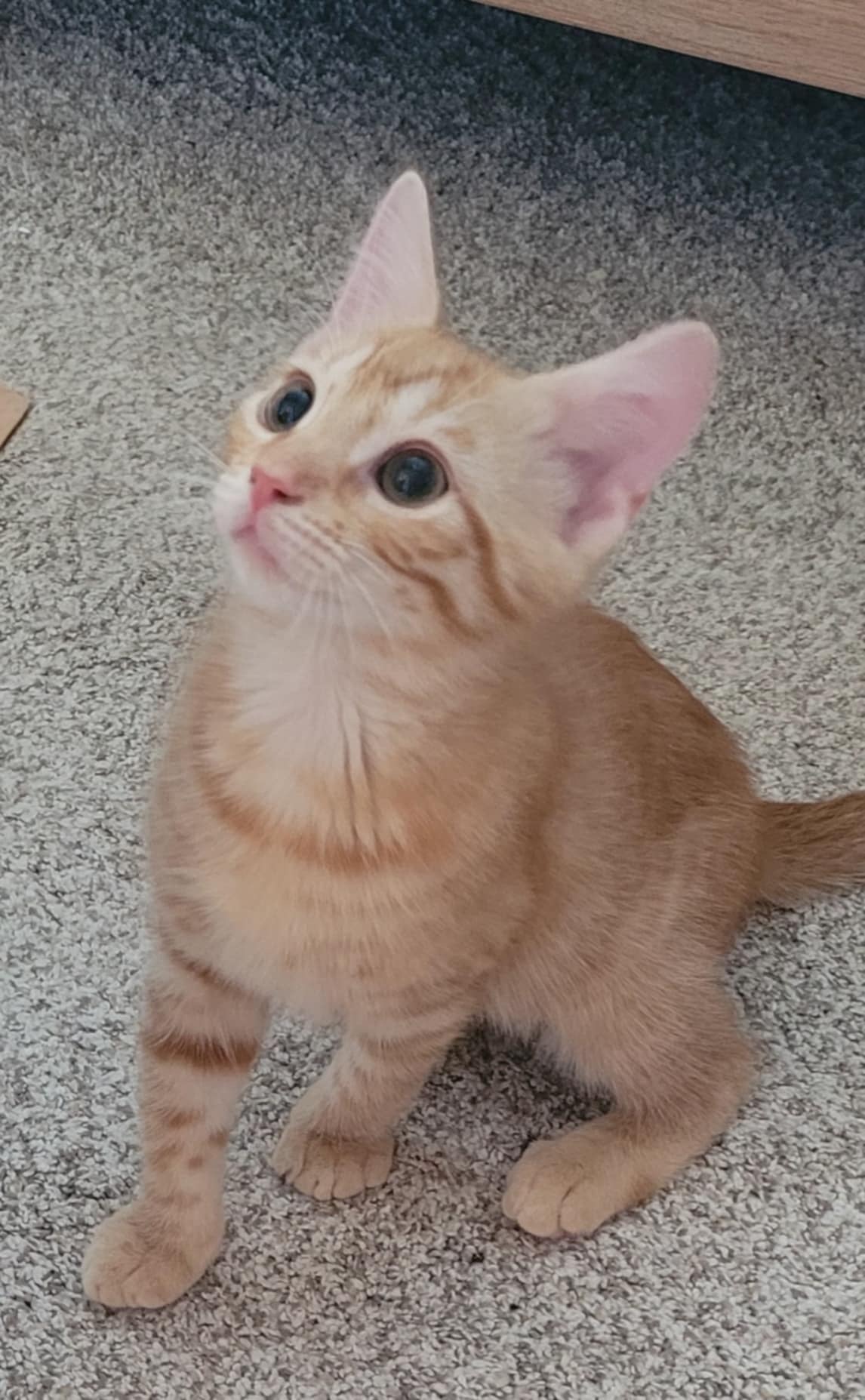 Cat for adoption Parker =^.^=, a Domestic Short Hair in Jacksonville