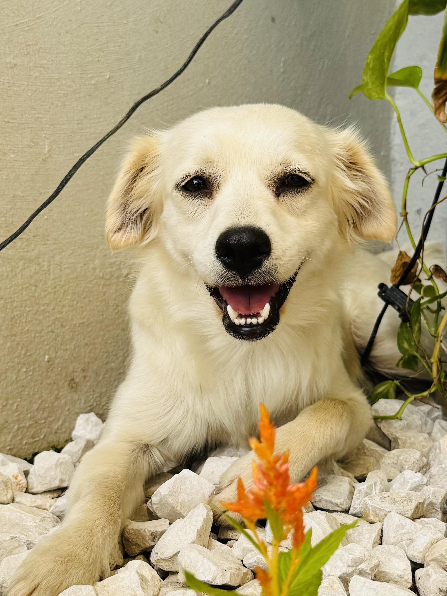 Enlarge Blanca - sweet angel , an adopted mixed breed in Hampton Bays, , NY image 3/6