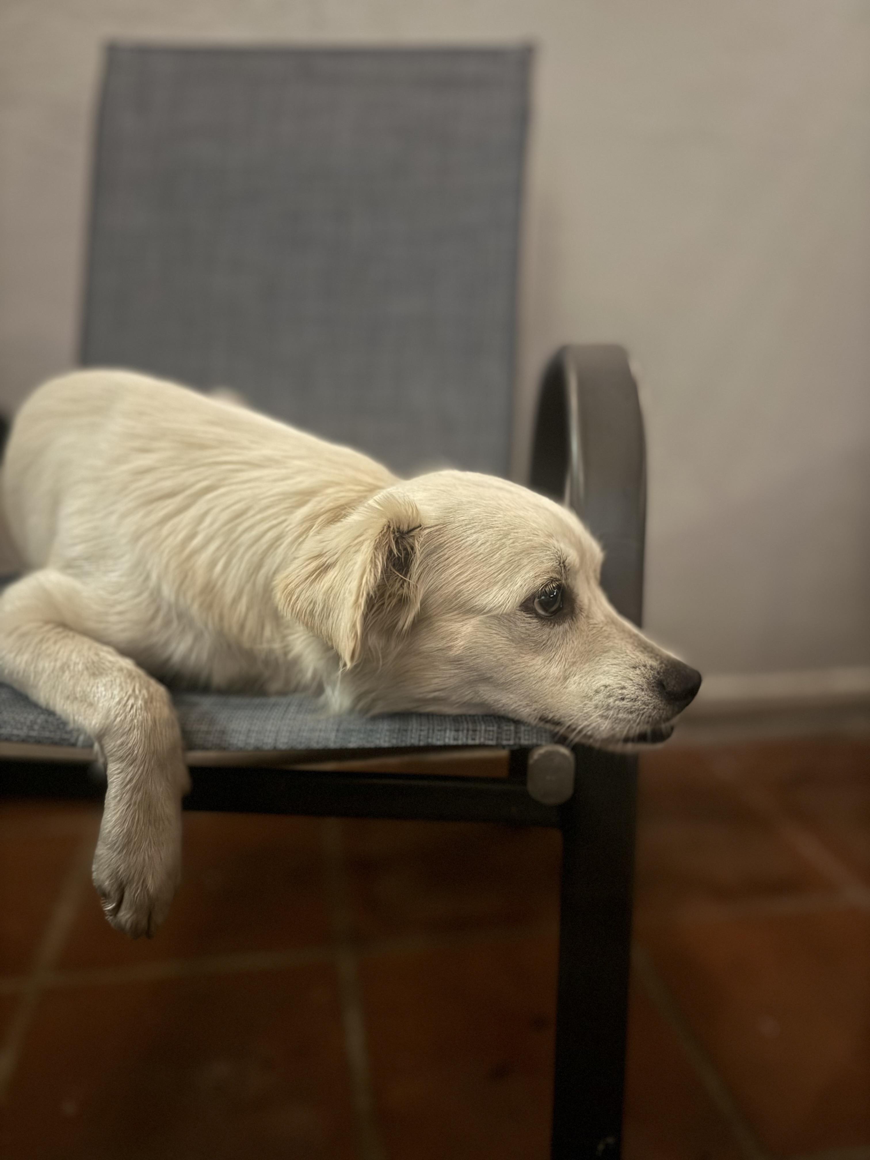 Enlarge Blanca - sweet angel , an adopted mixed breed in Hampton Bays, , NY image 5/6