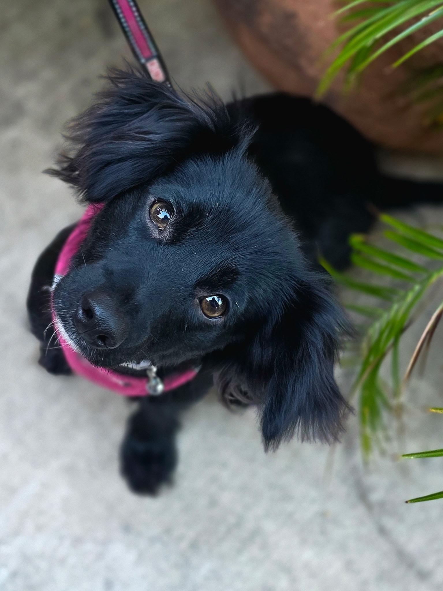 Enlarge Loiuse, a ADOPTABLE mixed breed in Penryn, CA image 1/1