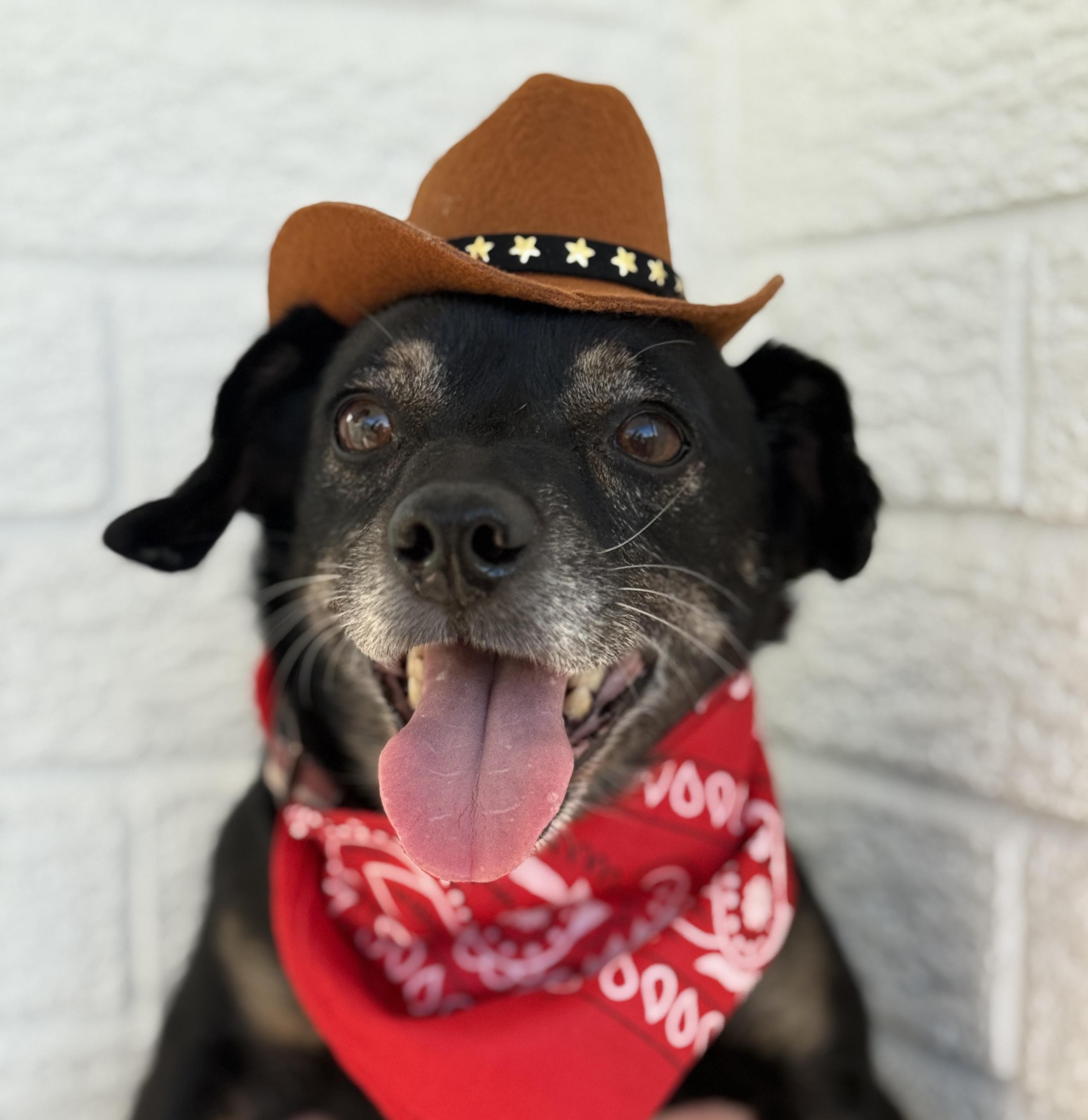 Enlarge Cowboy, a ADOPTABLE Chihuahua in Sachse, TX image 1/1