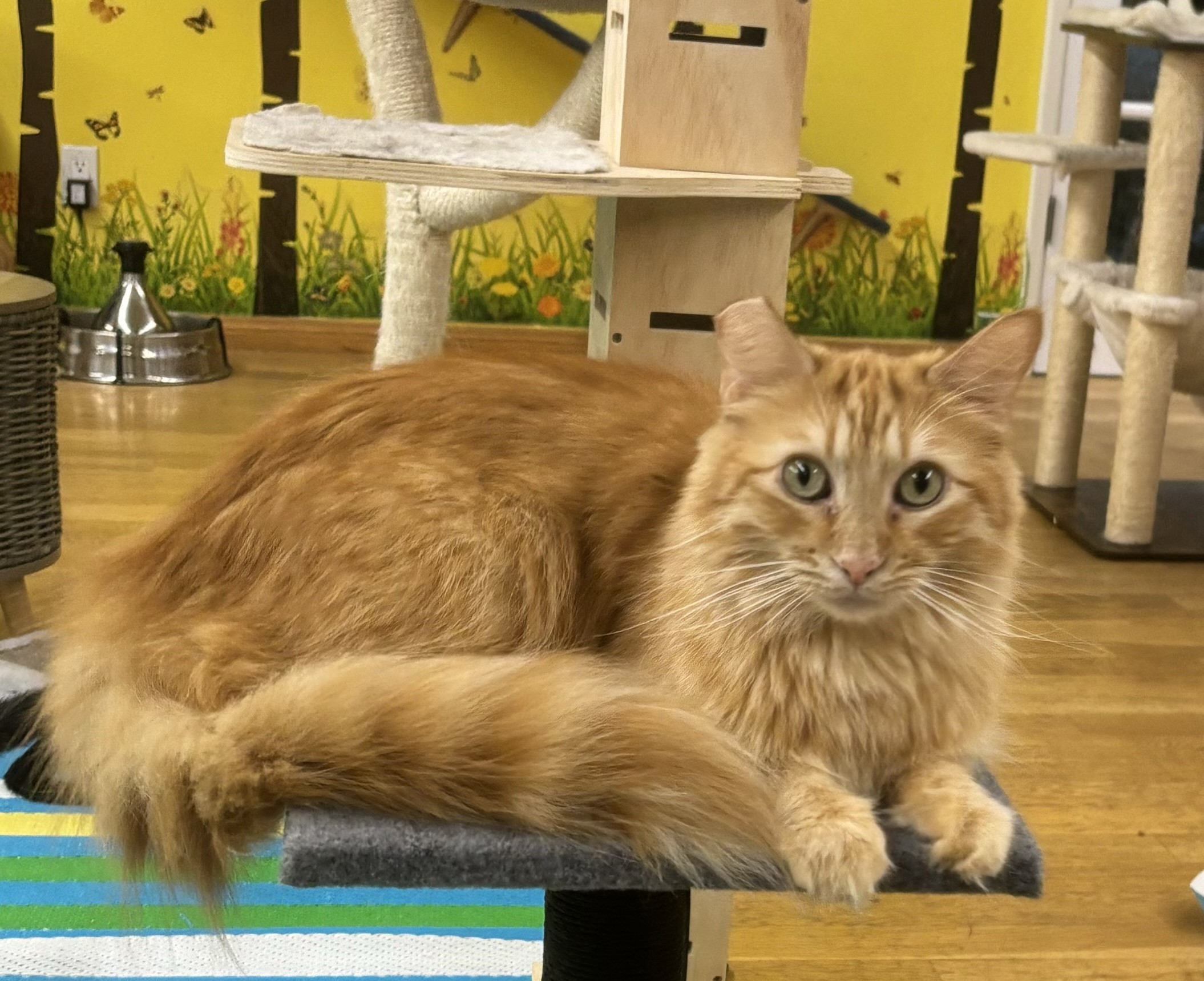 Enlarge Chester, a Adoptable Domestic Long Hair in Whittier, CA image 3/6