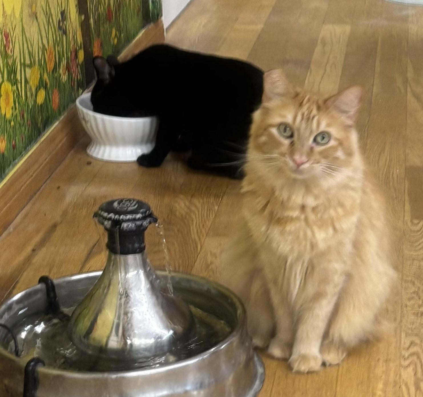 Enlarge Chester, a Adoptable Domestic Long Hair in Whittier, CA image 1/6