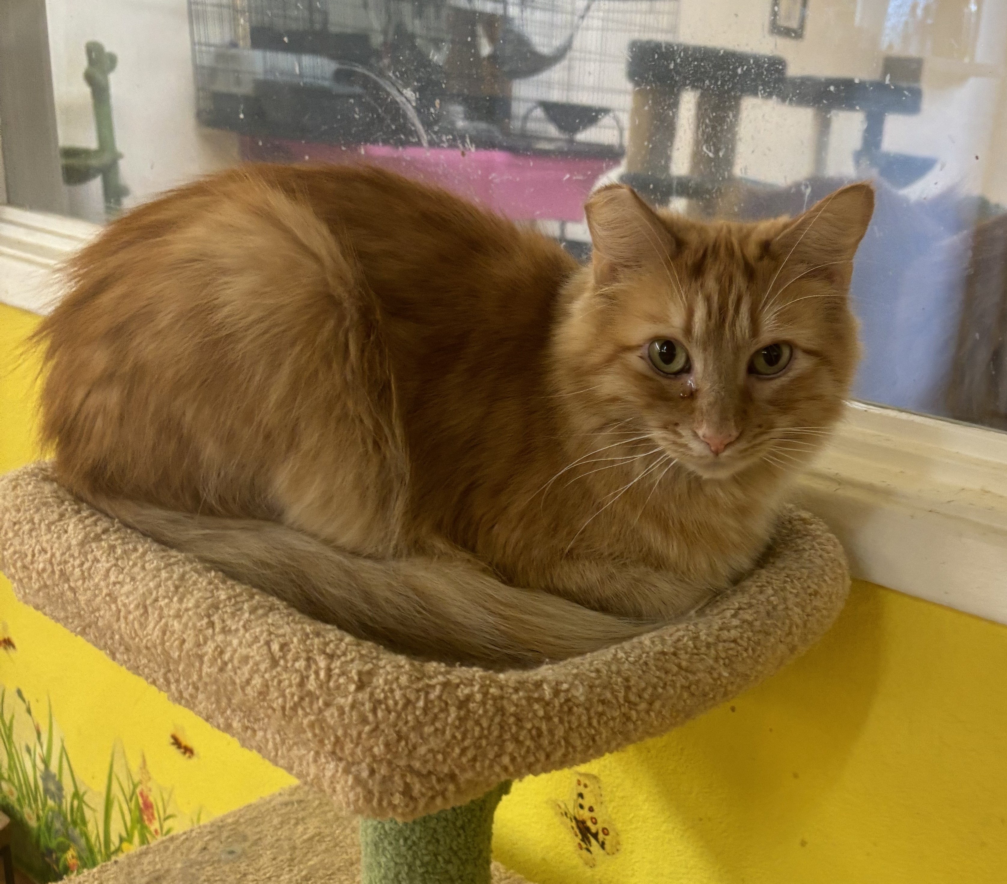 Enlarge Chester, a Adoptable Domestic Long Hair in Whittier, CA image 4/6