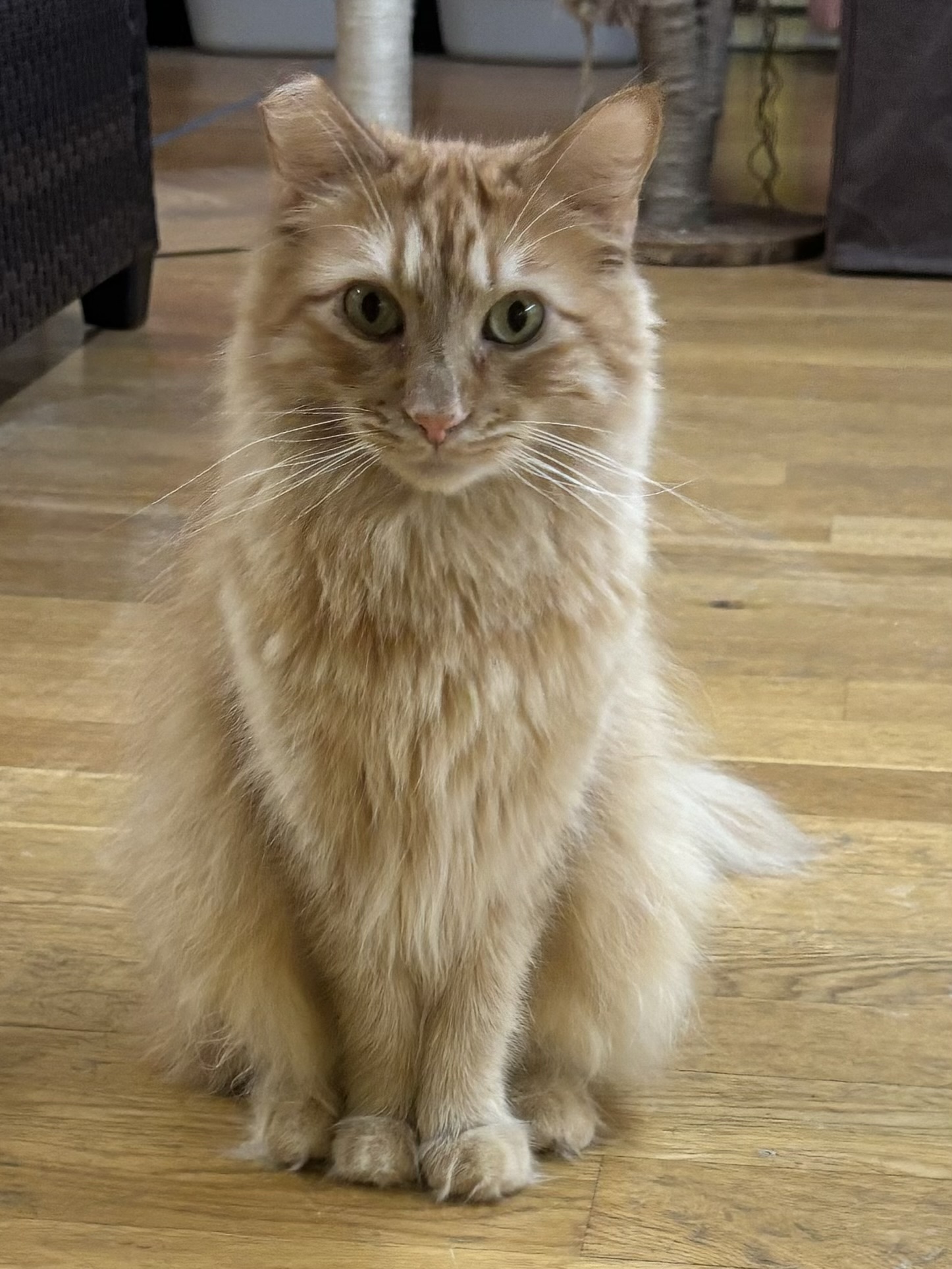 Enlarge Chester, a Adoptable Domestic Long Hair in Whittier, CA image 6/6