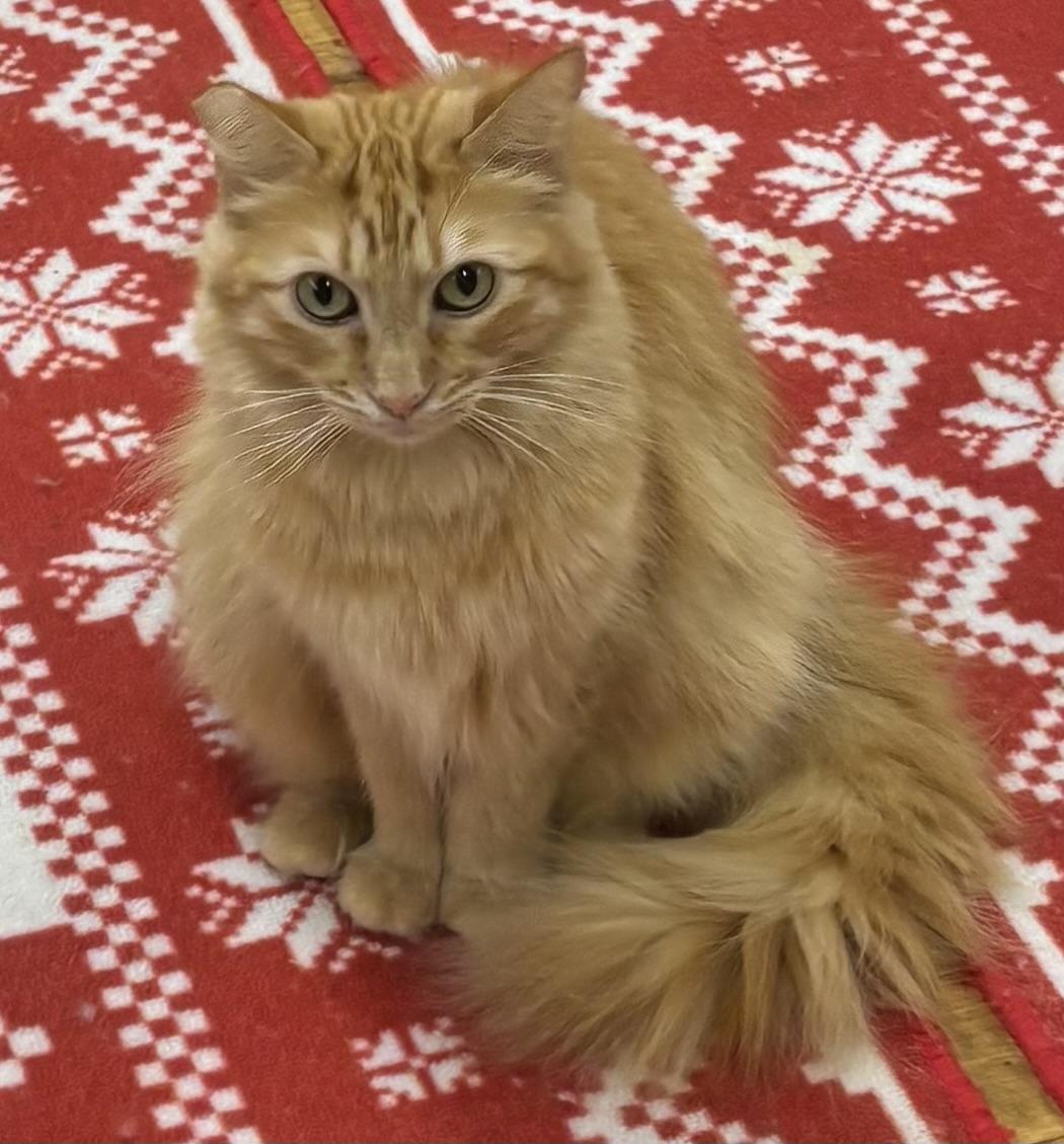 Enlarge Chester, a Adoptable Domestic Long Hair in Whittier, CA image 2/6