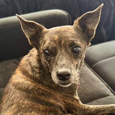 Enlarge Fenway, a Adoptable mixed breed in Brooklyn, NY image 1/6