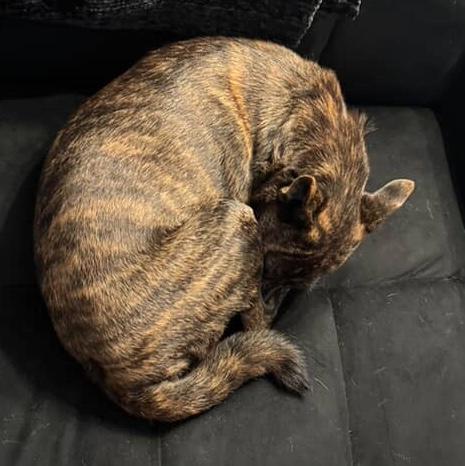 Enlarge Fenway, a Adoptable mixed breed in Brooklyn, NY image 4/6