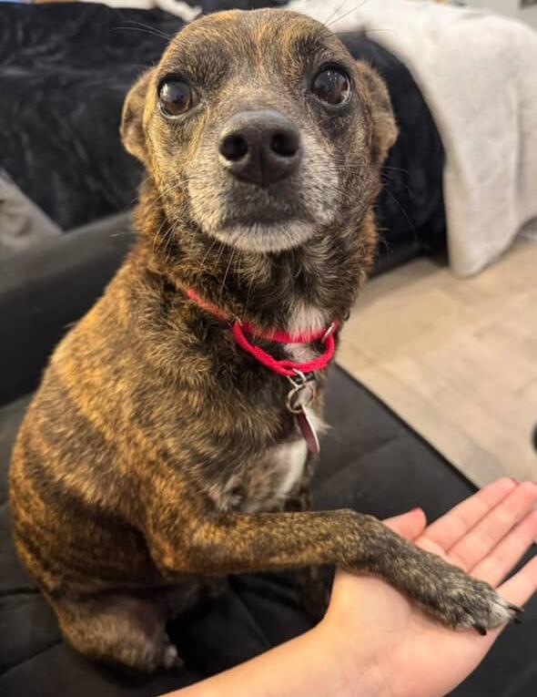 Enlarge Fenway, a Adoptable mixed breed in Brooklyn, NY image 2/6