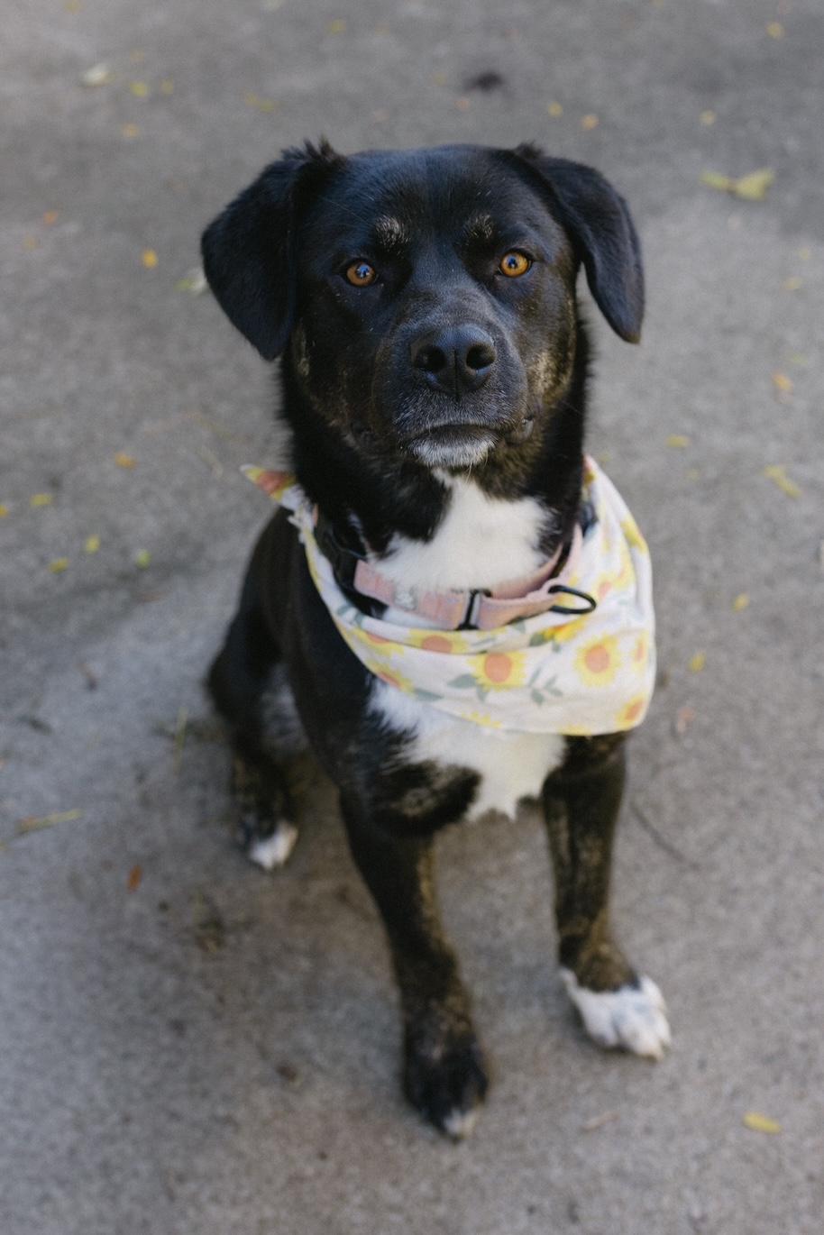 Rosie, an adoptable Mixed Breed in Sioux Falls, SD image 4/5