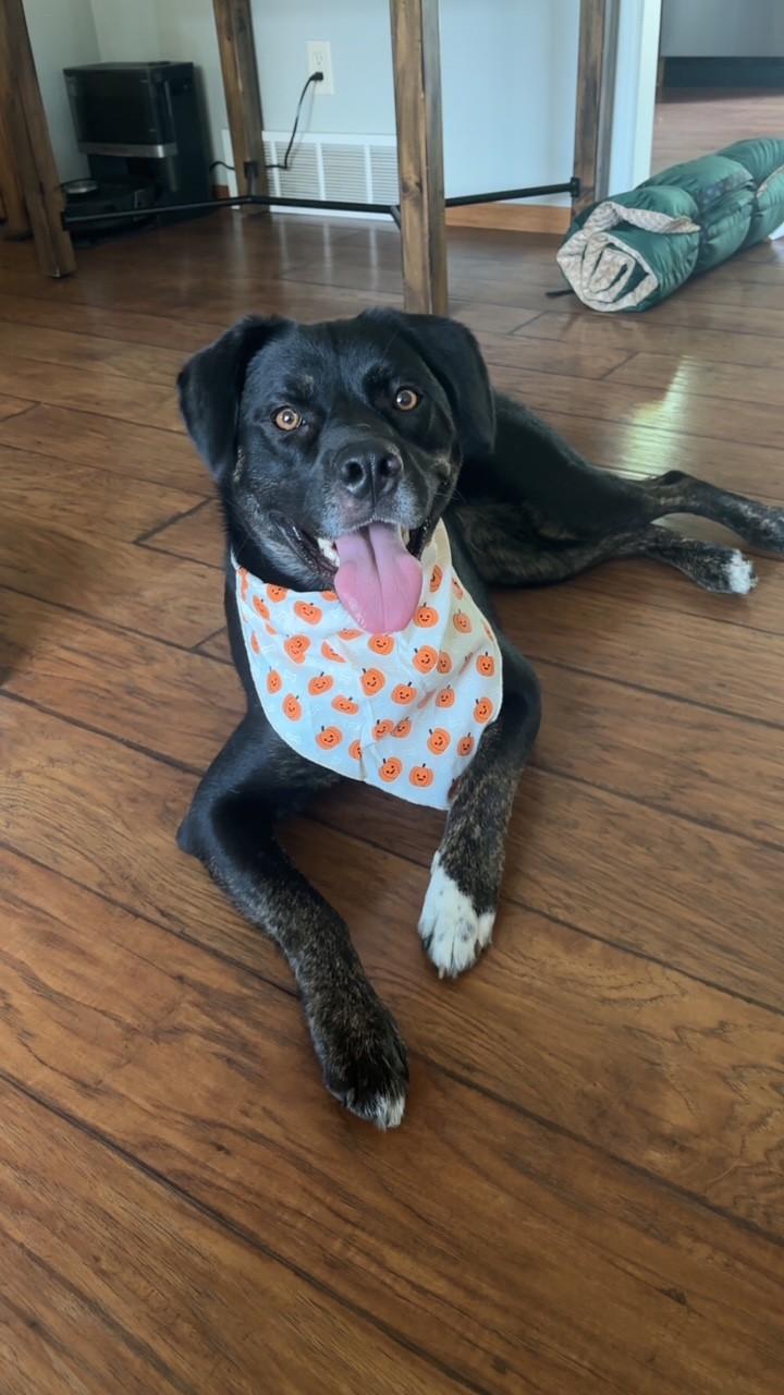 Rosie, an adoptable Mixed Breed in Sioux Falls, SD image 1/5