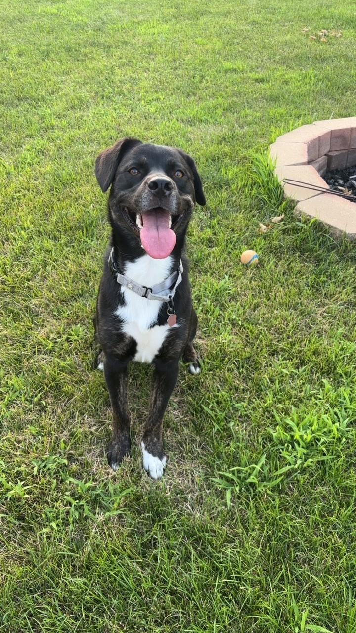 Rosie, an adoptable Mixed Breed in Sioux Falls, SD image 3/5