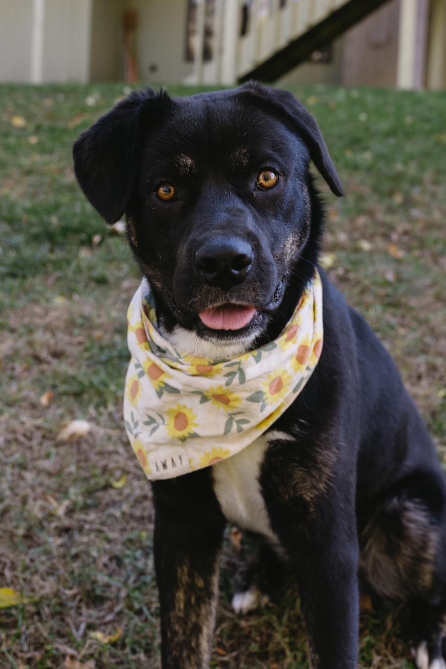 Rosie, an adoptable Mixed Breed in Sioux Falls, SD image 5/5