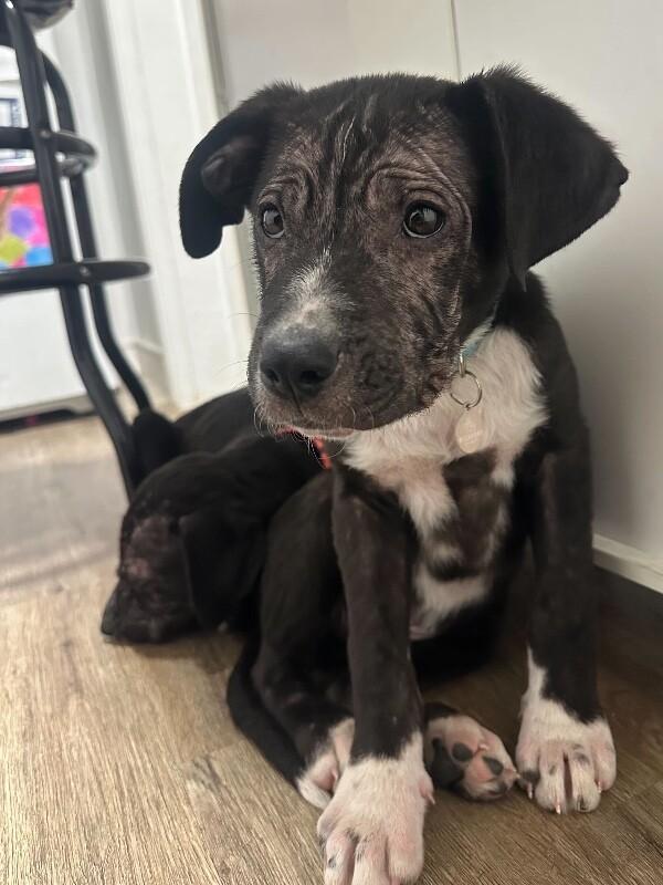 Woody, Adoptable, Young Male Boxer.