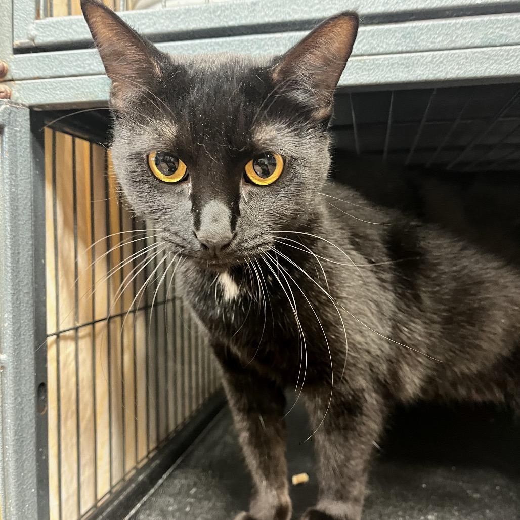 Shadow — thumbnail 2