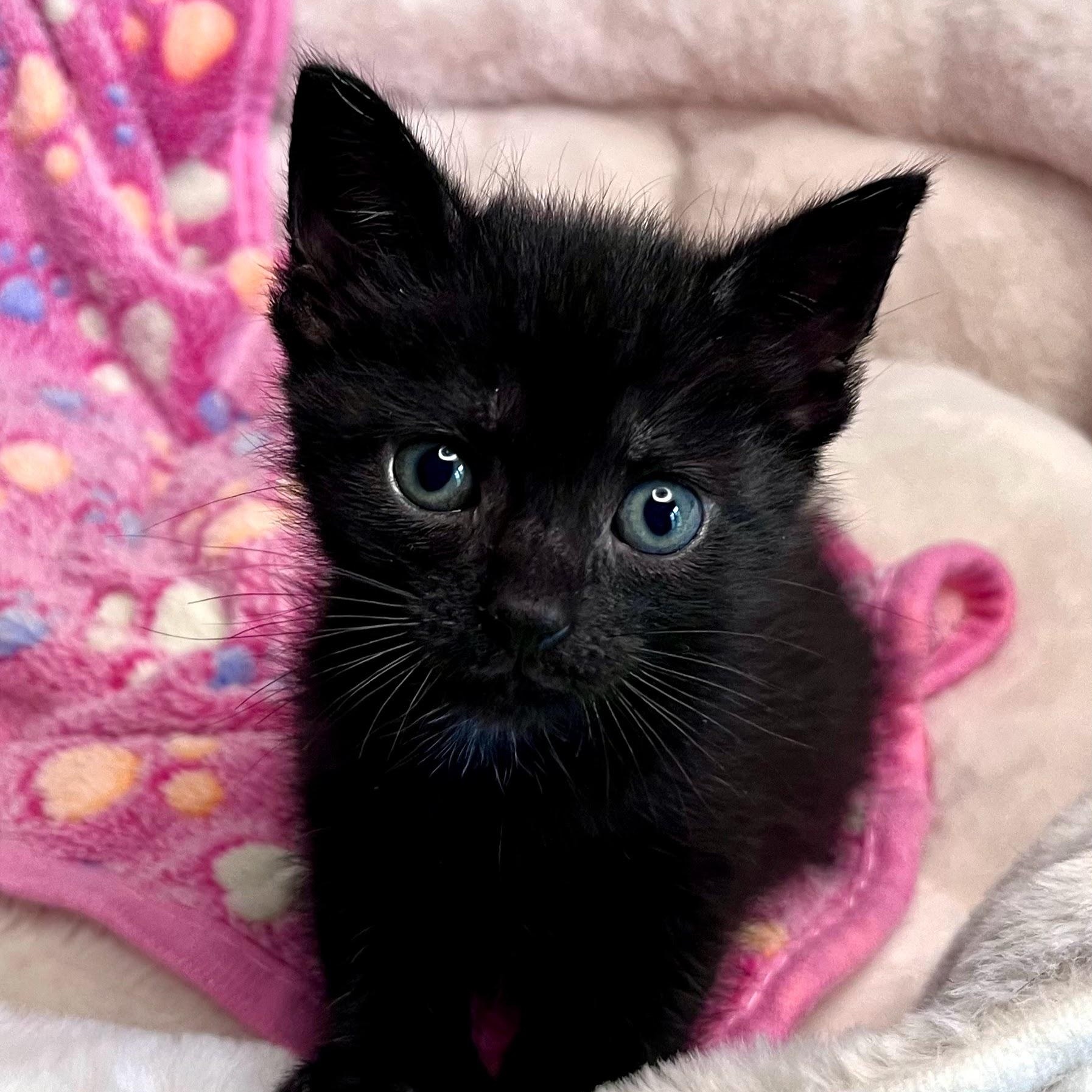 Rosario Pawson, ADOPTABLE, Kitten Female Domestic Short Hair.