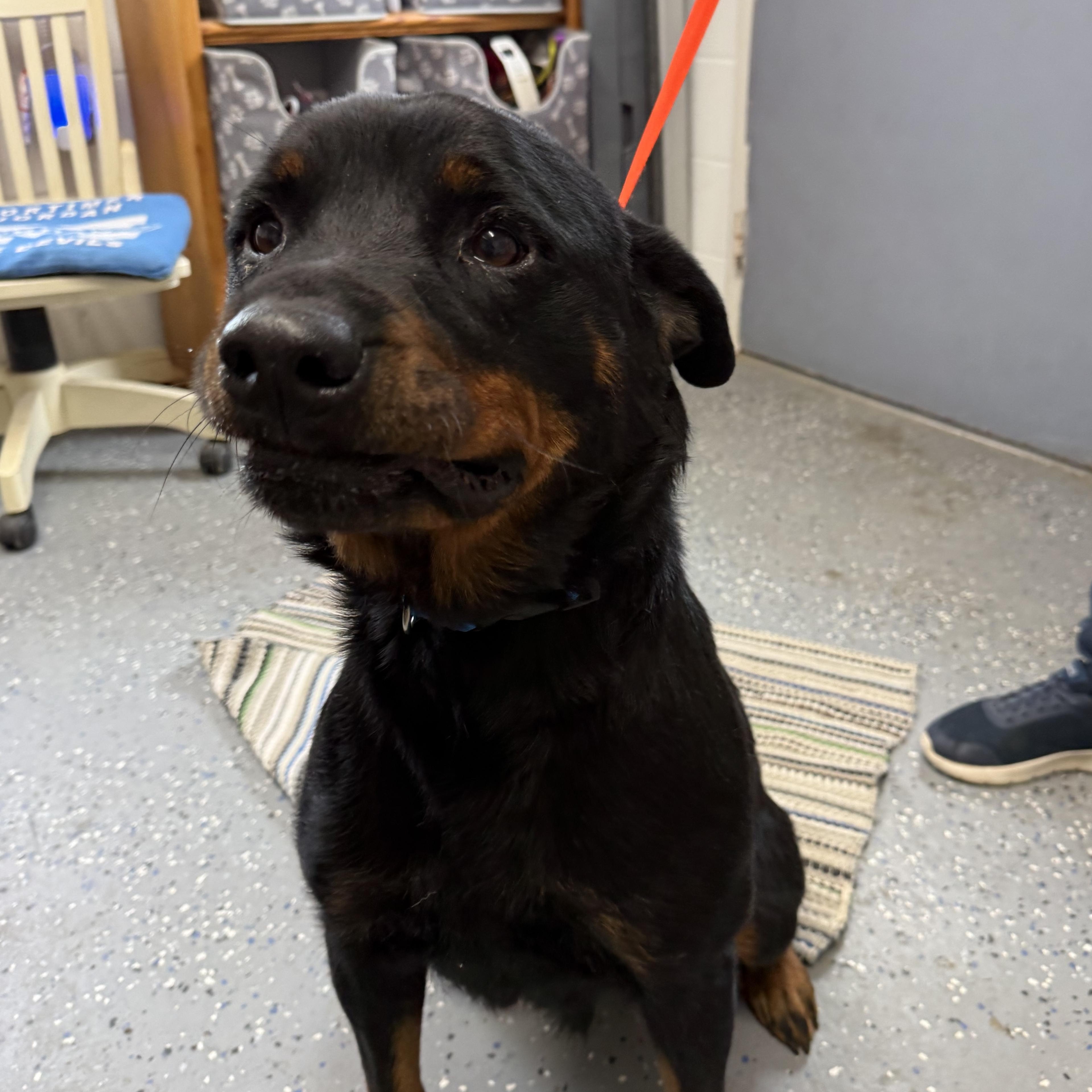Enlarge Bubbles, a Adoptable Rottweiler in Lewisburg, TN image 3/4