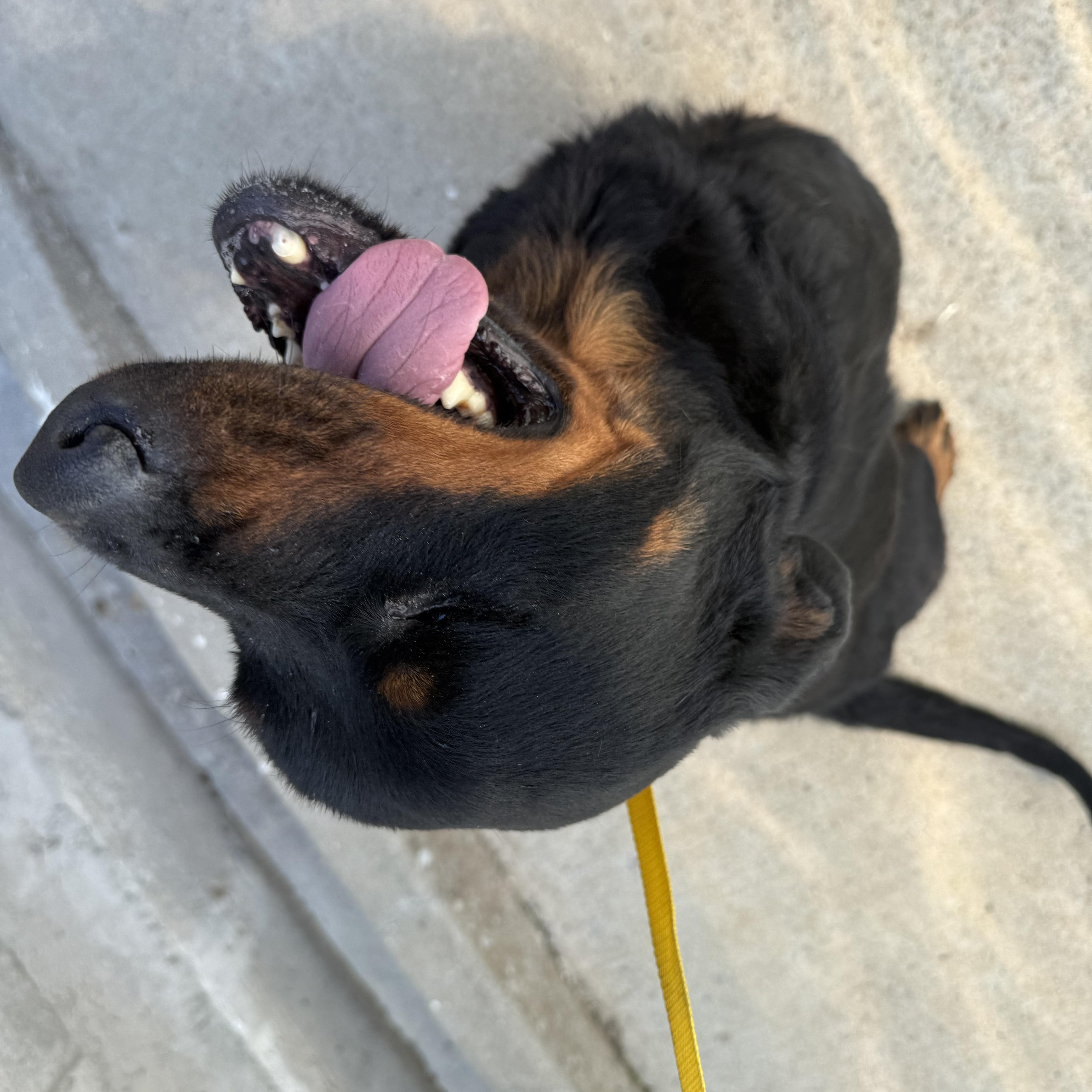 Enlarge Bubbles, a Adoptable Rottweiler in Lewisburg, TN image 2/4