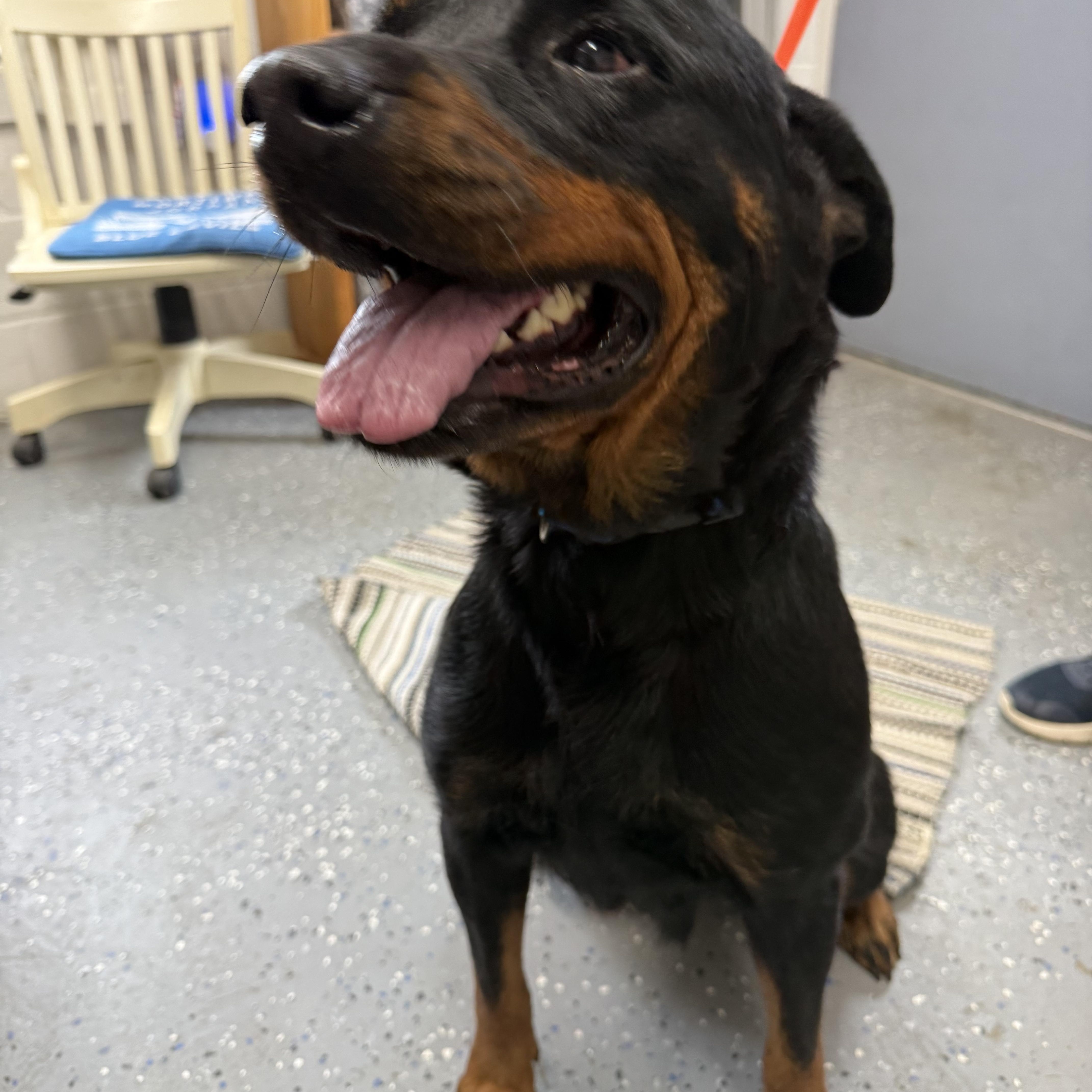 Enlarge Bubbles, a Adoptable Rottweiler in Lewisburg, TN image 4/4