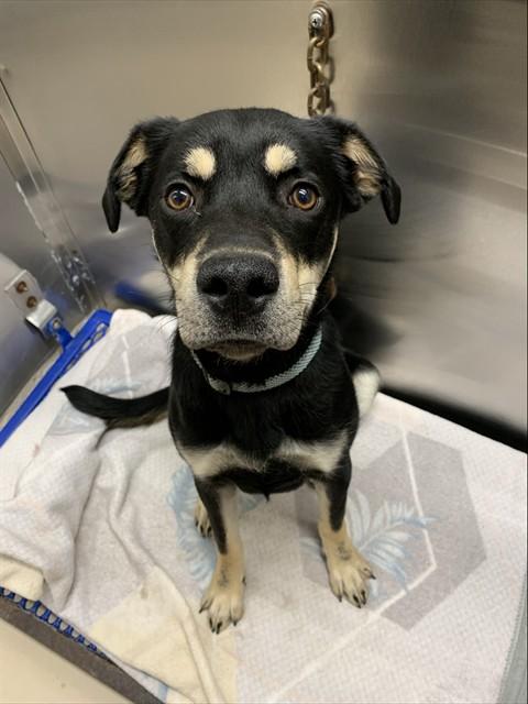 JASPER, Adoptable, Young Male Rottweiler & German Shepherd Dog.