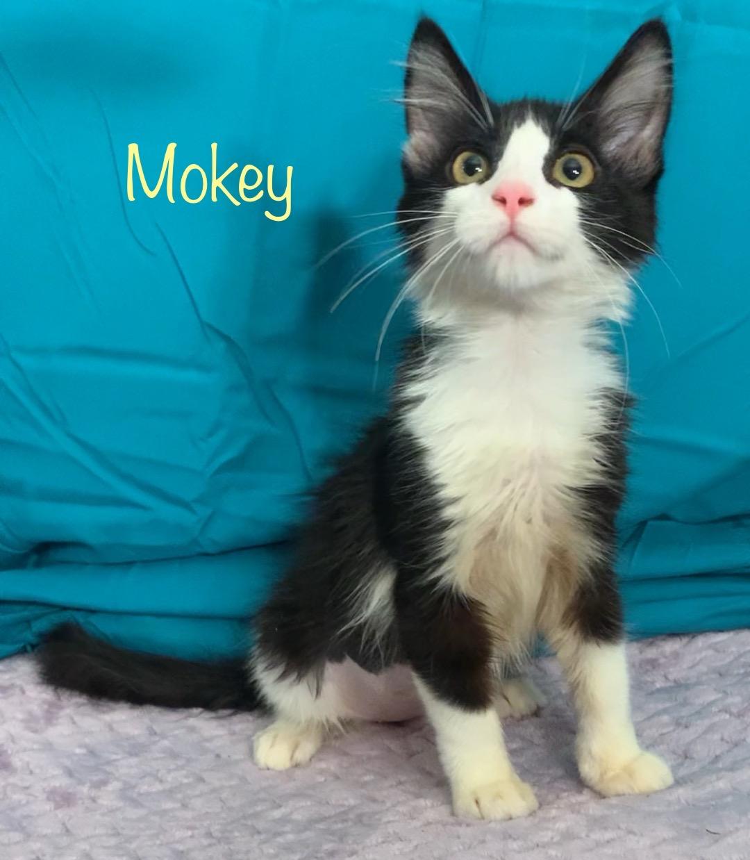 Mokey, an adopted Tuxedo in Dixon, CA image 1/2