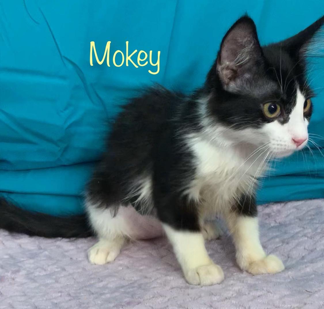 Mokey, an adopted Tuxedo in Dixon, CA image 2/2