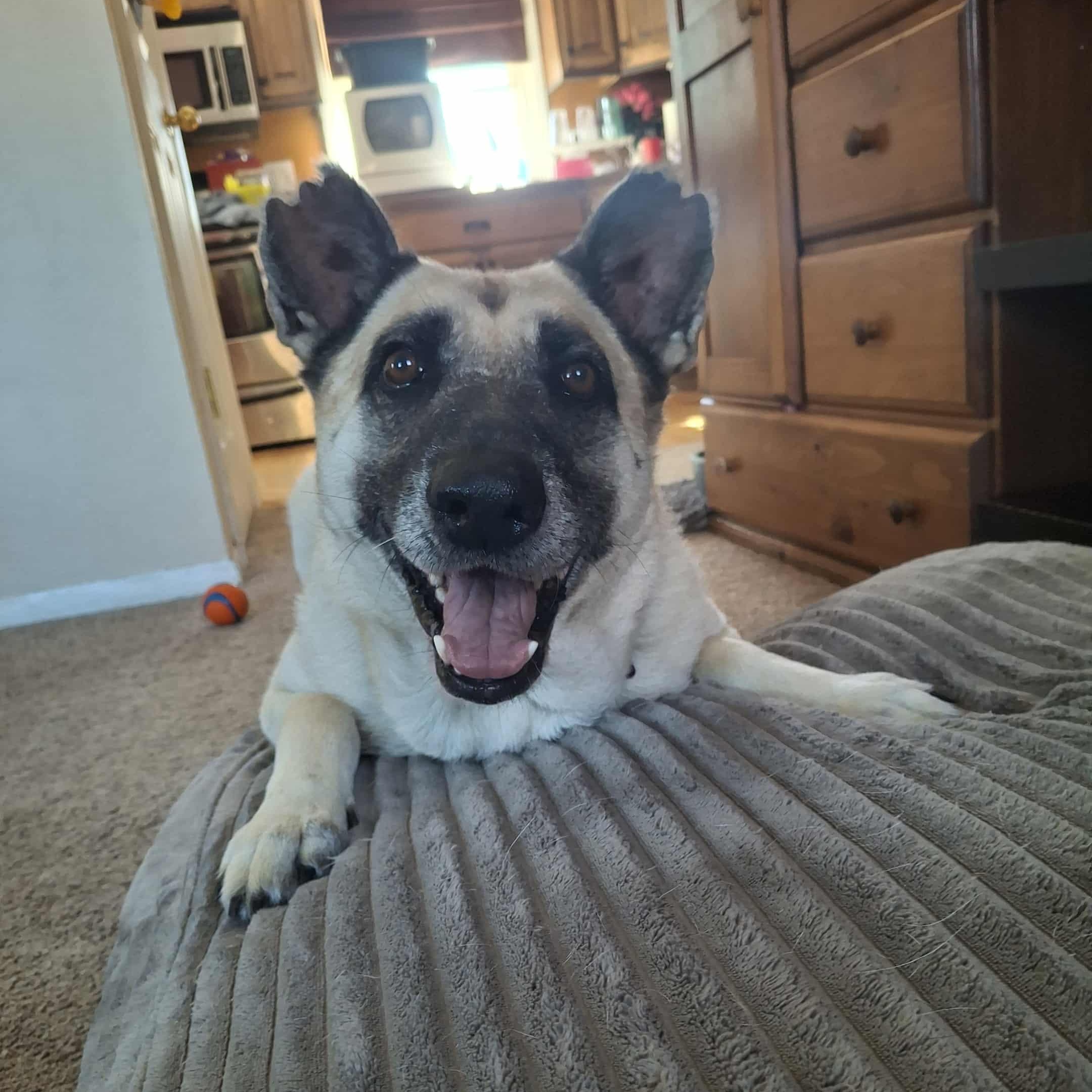 Hope, Adoptable, Adult Female German Shepherd Dog & Belgian Shepherd / Malinois.