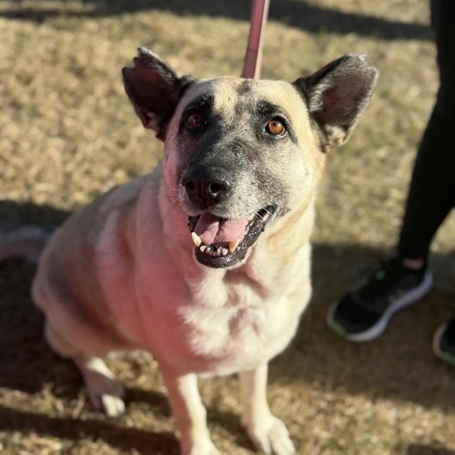Enlarge Hope, a Adoptable mixed breed in Des Moines, IA image 3/5