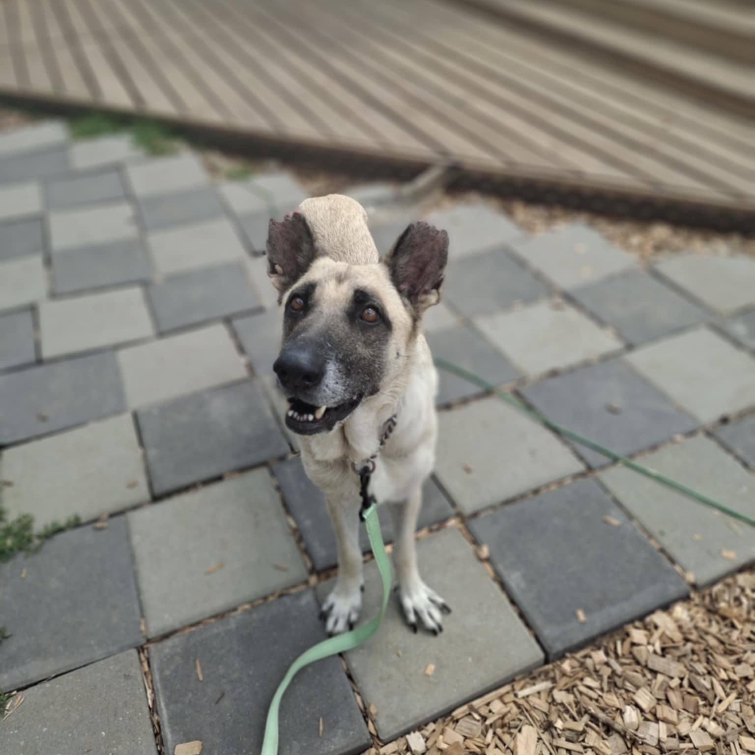 Enlarge Hope, a Adoptable mixed breed in Des Moines, IA image 5/5