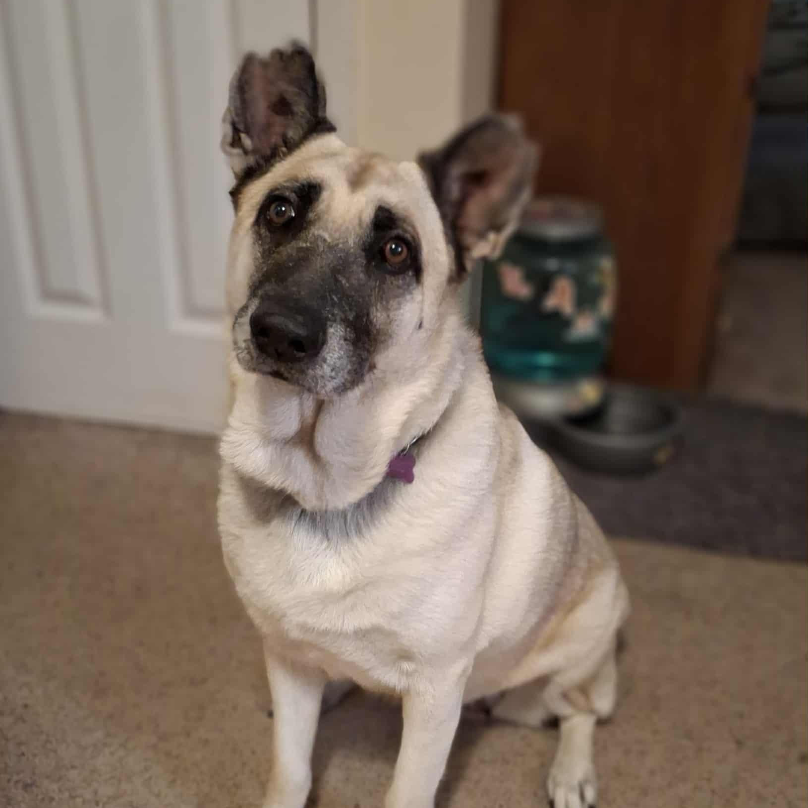 Enlarge Hope, a Adoptable mixed breed in Des Moines, IA image 2/5