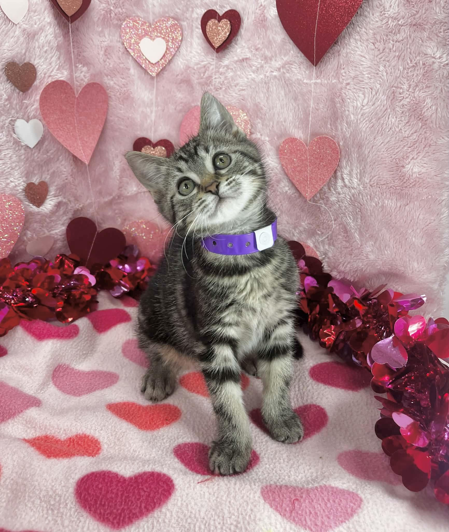 Ariel, ADOPTABLE, Kitten Female Tabby.